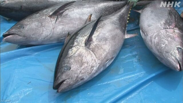 Japan Fisheries Agency vessel films bluefin tuna spawning in nature