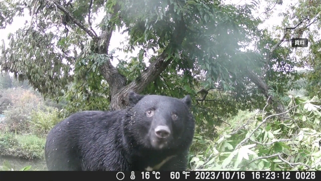 At least 37 people in Japan attacked by bears since April