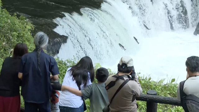 Leaping cherry salmon delight crowds in Hokkaido