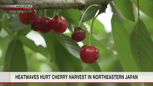 Heatwaves hurt cherry harvest in northeastern Japan