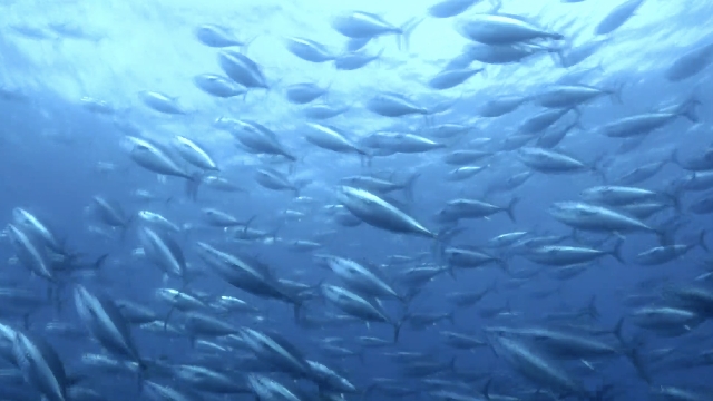 Pacific bluefin tuna conference opens in Japan with focus on quota increase