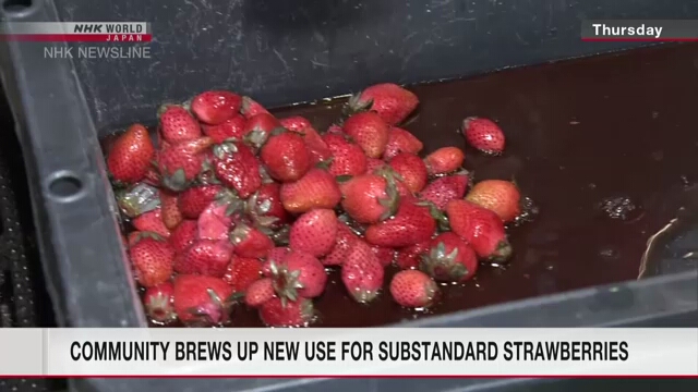 Community brews up new use for substandard strawberries