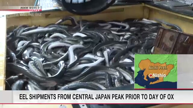 Eel shipments from central Japan peak prior to midsummer