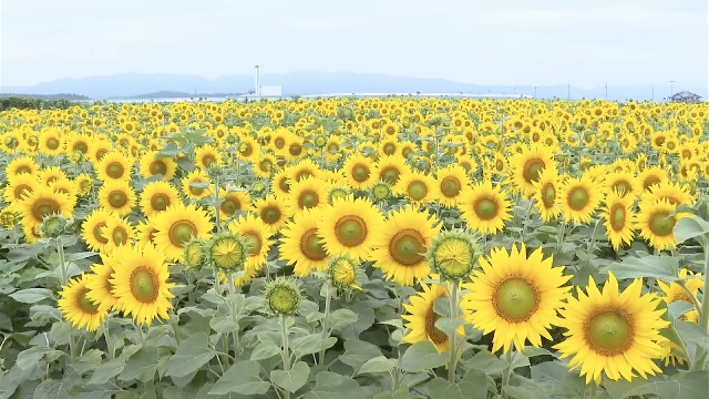 Festival in Japan town hit by 2011 tsunami features millions of sunflowers