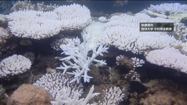 Widespread coral bleaching observed around Okinawa's main island