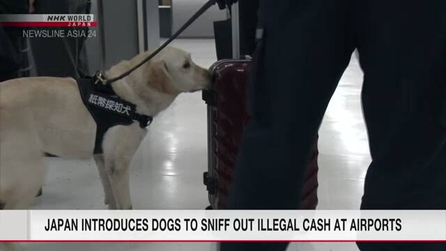 Japan introduces dogs to sniff out illegal cash at airports