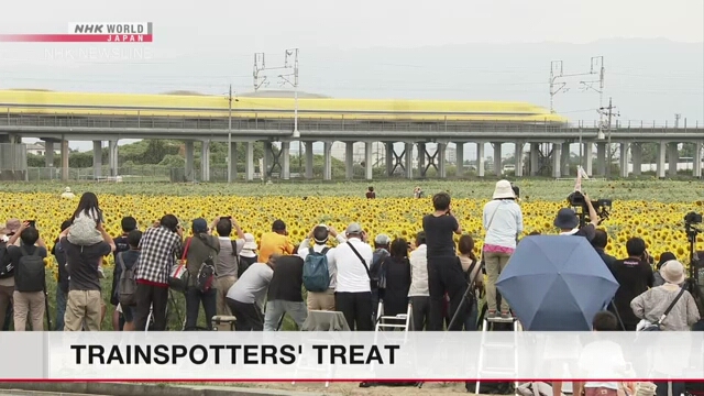 Sunflowers, 'Doctor Yellow' test shinkansen attract visitors to central Japan