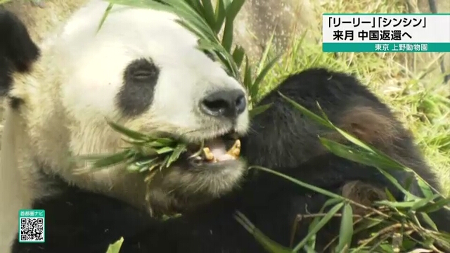 Ueno Zoo pandas to be treated in China for high blood pressure