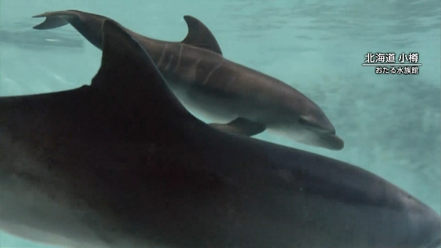 Baby dolphin says hi to media in northern Japan