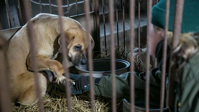 Plans in Place to Shut Down Dog Meat Industry by 2027