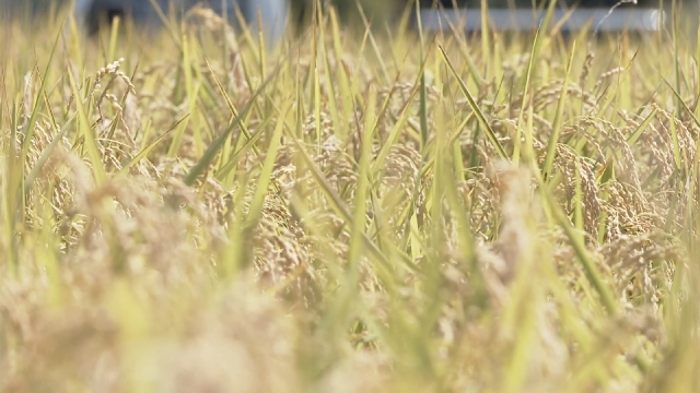 Rice farmer in northeast Japan anxious about Tropical Storm Shanshan