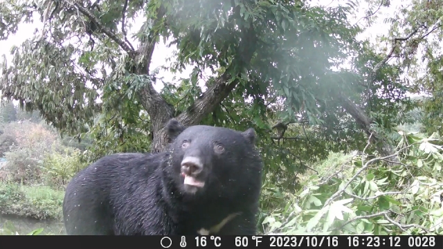 Japan ministry to assign bear experts to 5 local offices as attacks rise