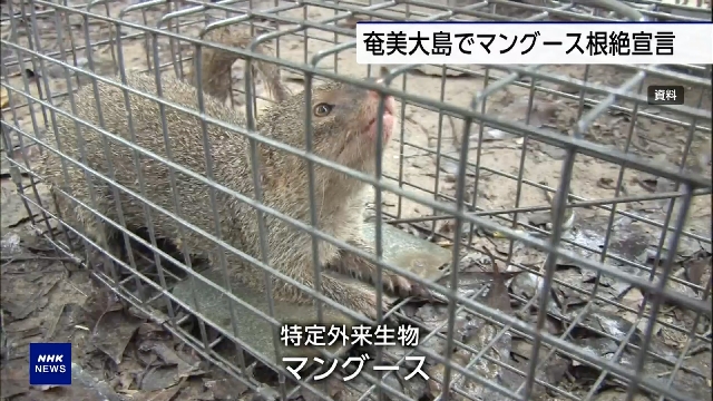 Japan declares mongooses eradicated from Amami-Oshima Island