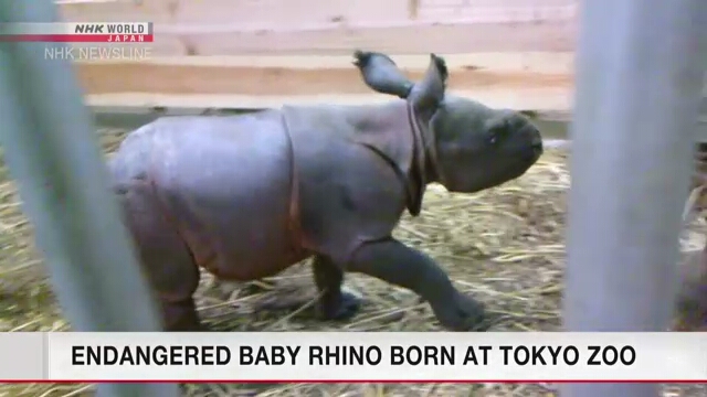 Endangered baby rhino born at Tokyo zoo