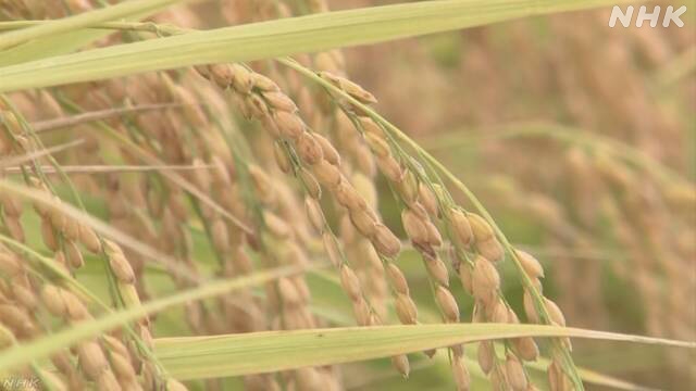 Japan's rice prices hit record high for August