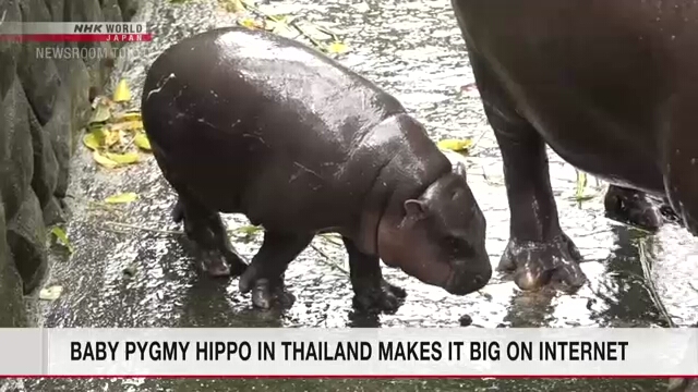 Baby pygmy hippo in Thailand makes it big on internet