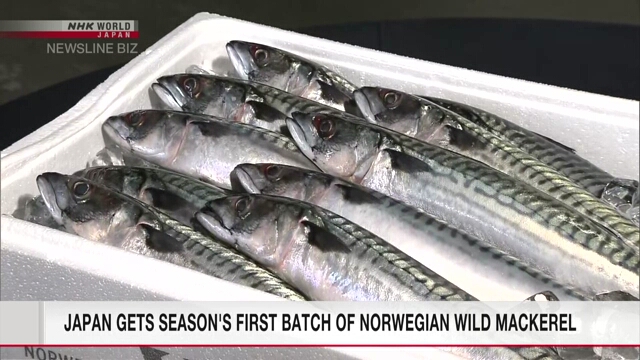 Japan gets season's first batch of Norwegian wild mackerel