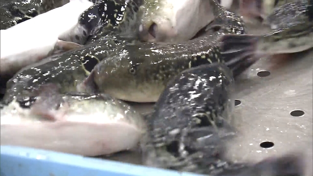 Season's first blowfish auction held in Shimonoseki, western Japan