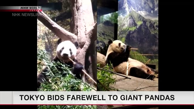 Fans throng to Ueno Zoo as two giant pandas to return to China