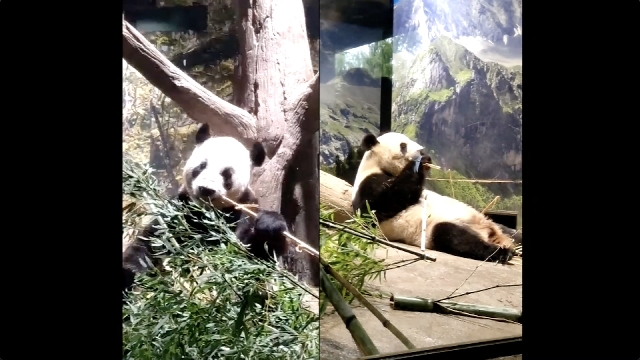 Video released showing arrival of pandas in China from Tokyo's Ueno Zoo