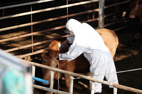 Quarantine Agency Develops Differential Diagnosis Technology for Lumpy Skin Disease