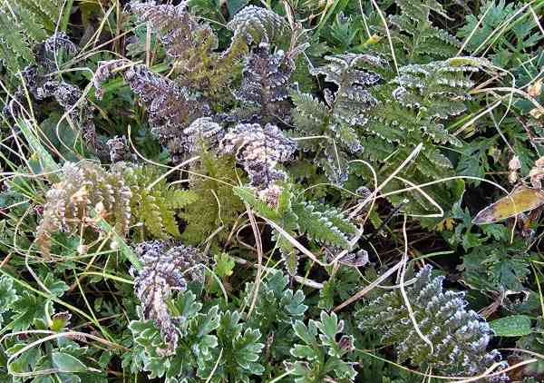 First Frost of Season Observed at Daecheongbong Peak in Seoraksan Mountain