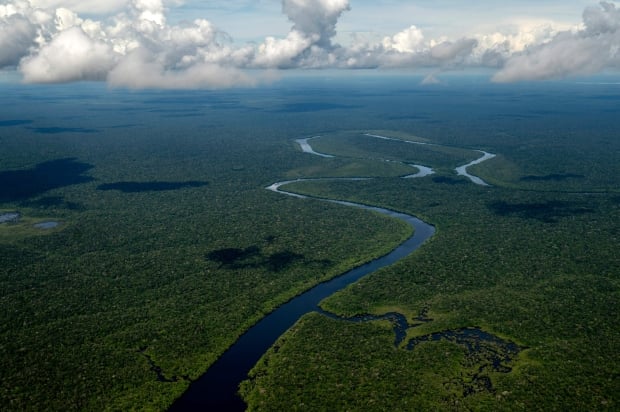 An aerial view of the Amazon rainforest