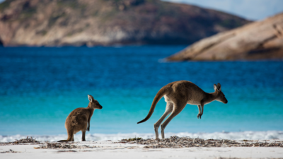 Western Australia woo Indians with cricket, wildlife and aboriginal culture