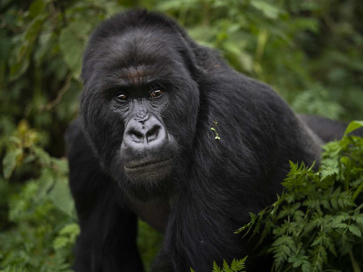 Gorillas make travel decisions together