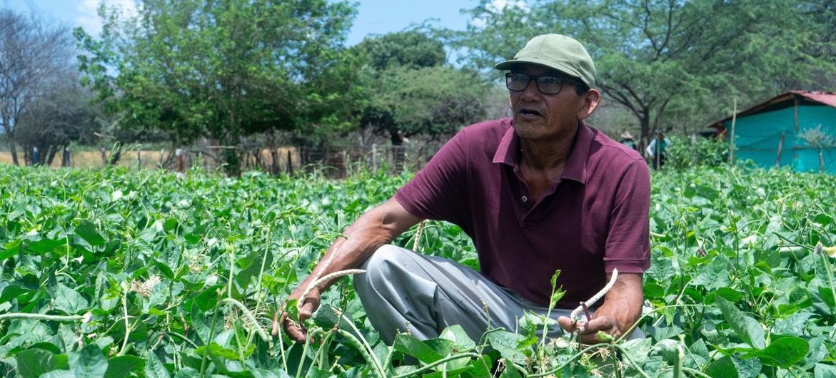 Manuel Montiel of the Wayúu community in Ipasharrain village, Colombia, said the hardy Guajiro bean takes only 45 to 50 days to grow.