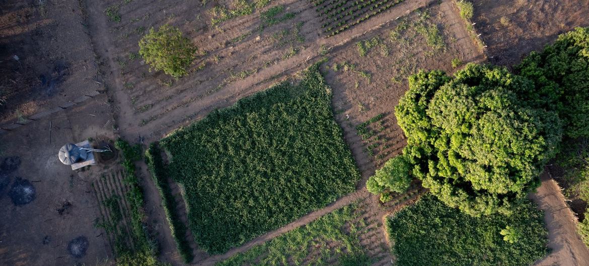 An aerial view of cropland in Ipasharrain village, Colombia, supported by the UN food and agriculture agency (FAO) and partners.