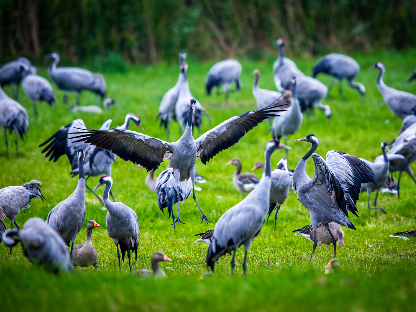 Record number of cranes have crossed Switzerland