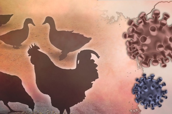 H5N3 Avian Influenza Confirmed in S. Korea for 1st Time