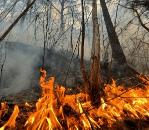 Romania: Wildfire breaks out near Comisu Peak