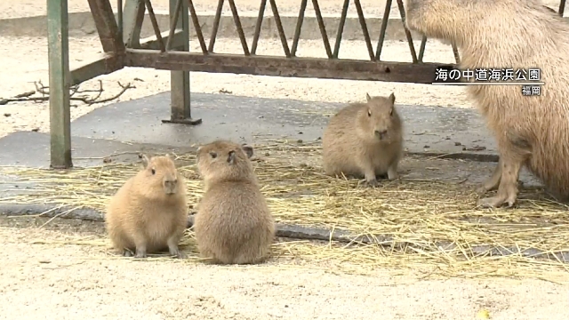 Baby capybara triplets charm visitors in Fukuoka, western Japan