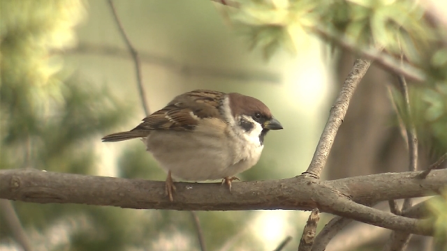 Populations of 16 bird species inhabiting woodlands in Japan declining