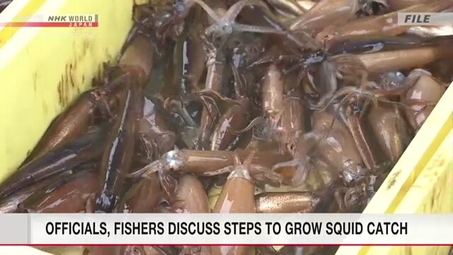 Japanese officials, fishers discuss steps to grow squid catch