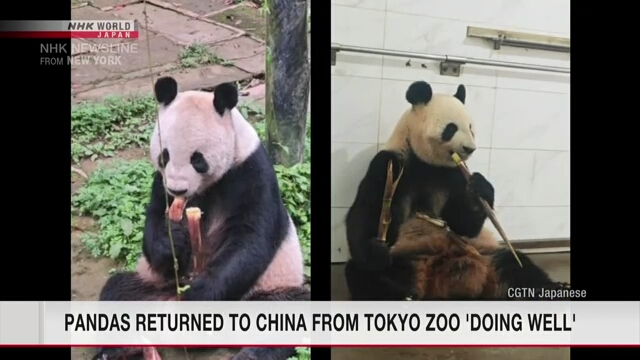 Zookeeper says pandas returned to China from Tokyo's Ueno Zoo doing well