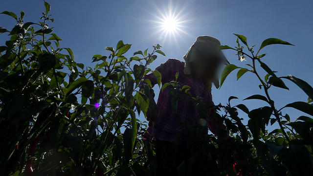 Cases of Heat-Related Illnesses Jump 30% This Year