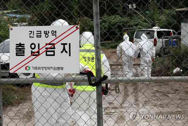 S. Korea Reports Year’s 9th Case of African Swine Fever 