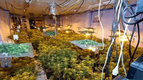 Greater Manchester Police Greater Manchester Police picture of a cannabis farm