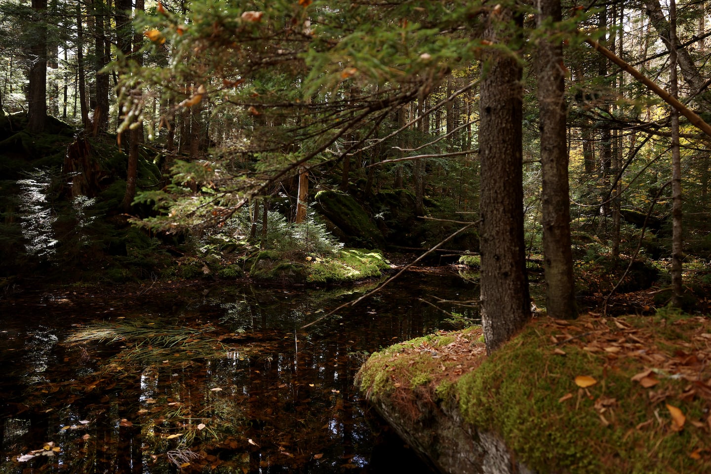 An example of old growth habitat is seen near the Great Gulf Wilderness Trail in the White Mountain National Forest.
