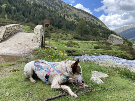 La Vall d’Incles en Andorra es el destino perfecto para ir con perro en verano