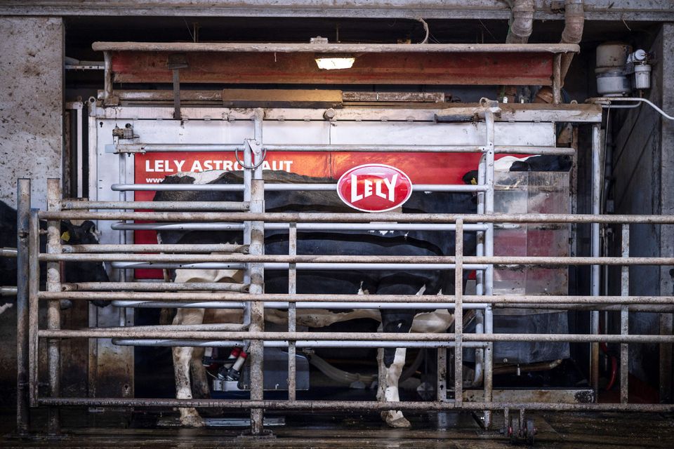 Milk production in Northern Ireland makes up a significant chunk of the total UK milk pool, equating to 17pc of the 2023/24 milk season. Photo: Getty Images