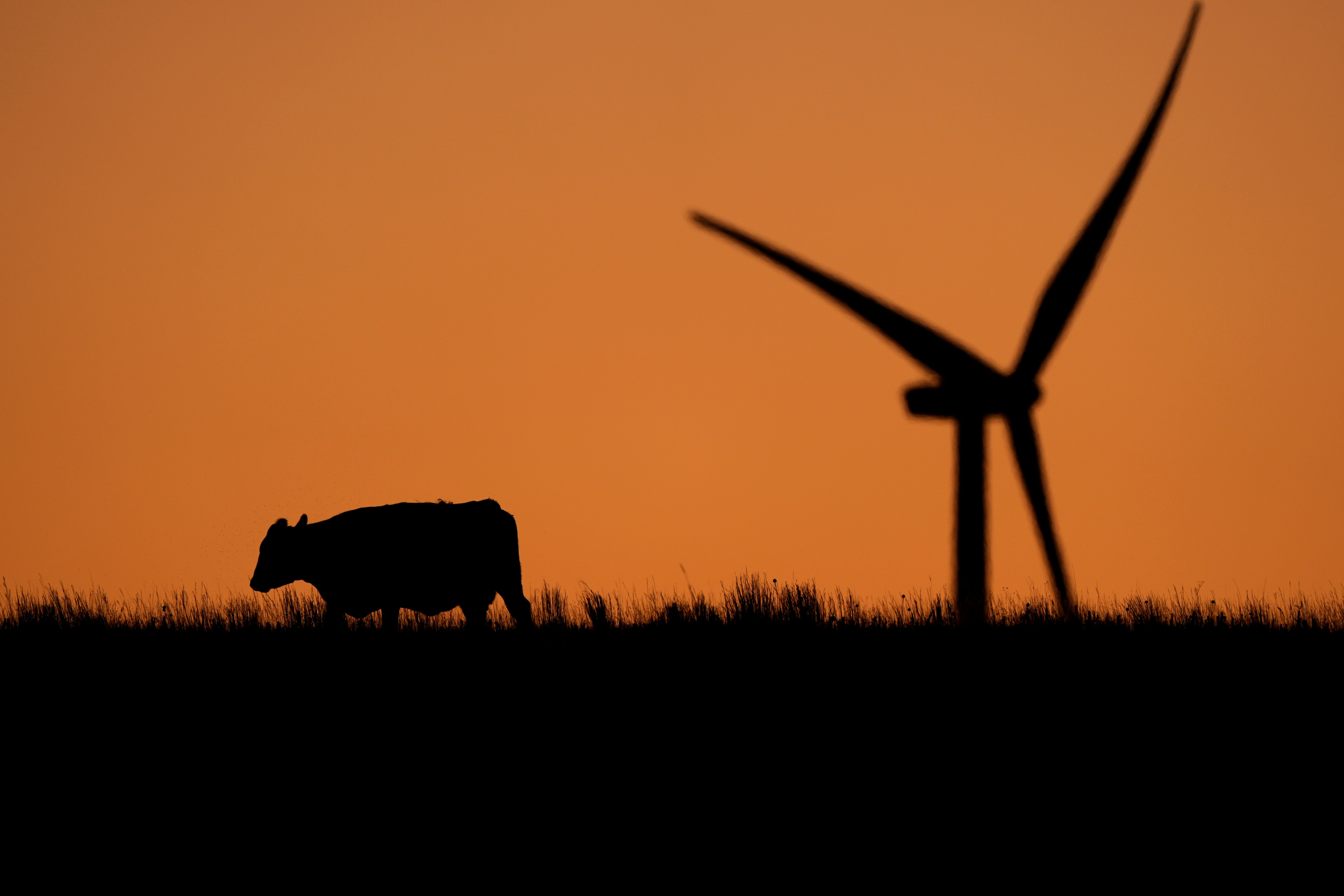 A cow grazes in a pasture at dawn in Hays, Kansas, as a wind turbine whirls in the distance. Cows and other livestock contribute to global emissions of the greenhouse gas methane. Methane emissions are surging, scientists warn, contributing to planet-wide warming