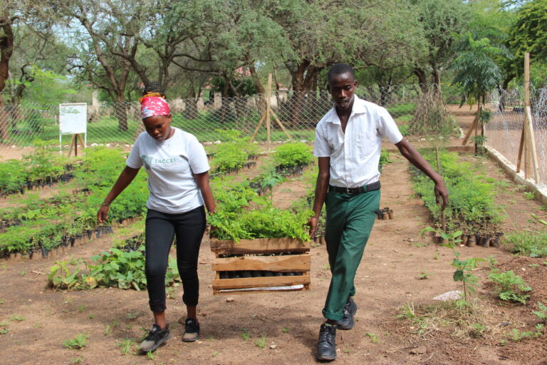 The Tanzania Conservation and Community Empowerment Initiative has established nurseries of both indigenous tree speecies and fruit trees that can provide additional income for villagers in Simanjiro district. Image courtesy TACCEI.