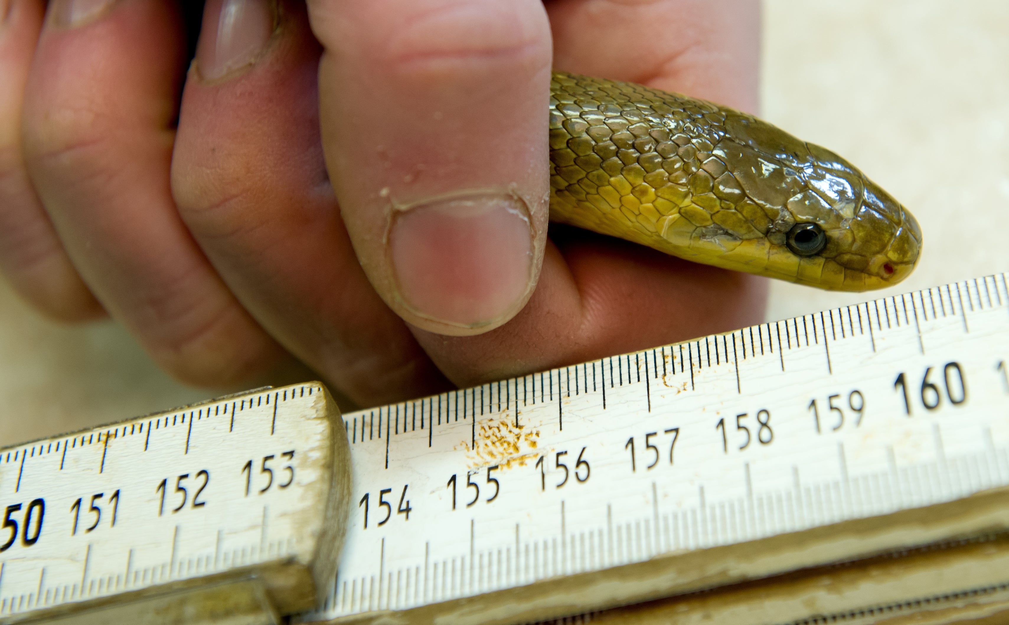 Aesculapian snake at the Schwarze Berge wildlife park in Hamburg, Germany