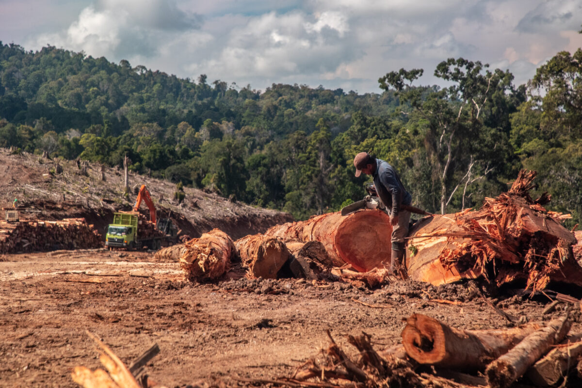 Tree felling in the PT Banyan Tumbuh Lestari concession. 