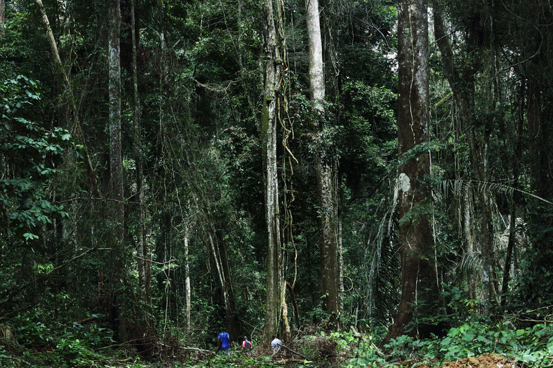 A stand of mukula (Pterocarpus tinctorius) covered in dark green foliage towers over three small figures at the base of the trees in Katanga province, DRC, in 2016. Image © Lu Guang / Greenpeace.