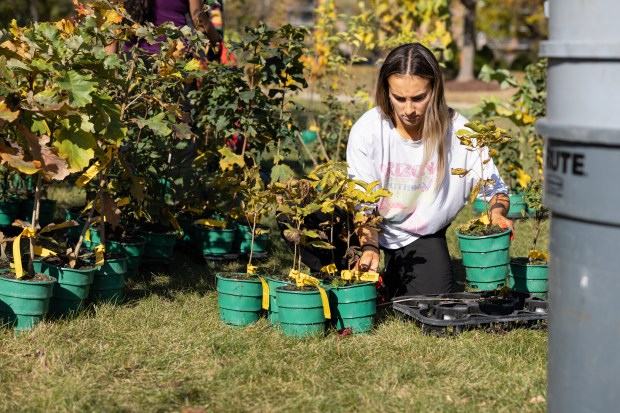 Naperville Central senior Nikoletta Ouzounov sorts tree saplings by species...